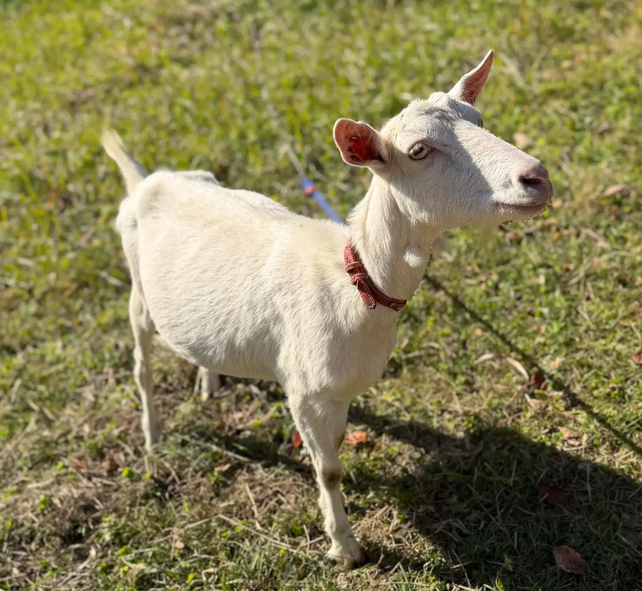 陶芸家と暮らす山羊